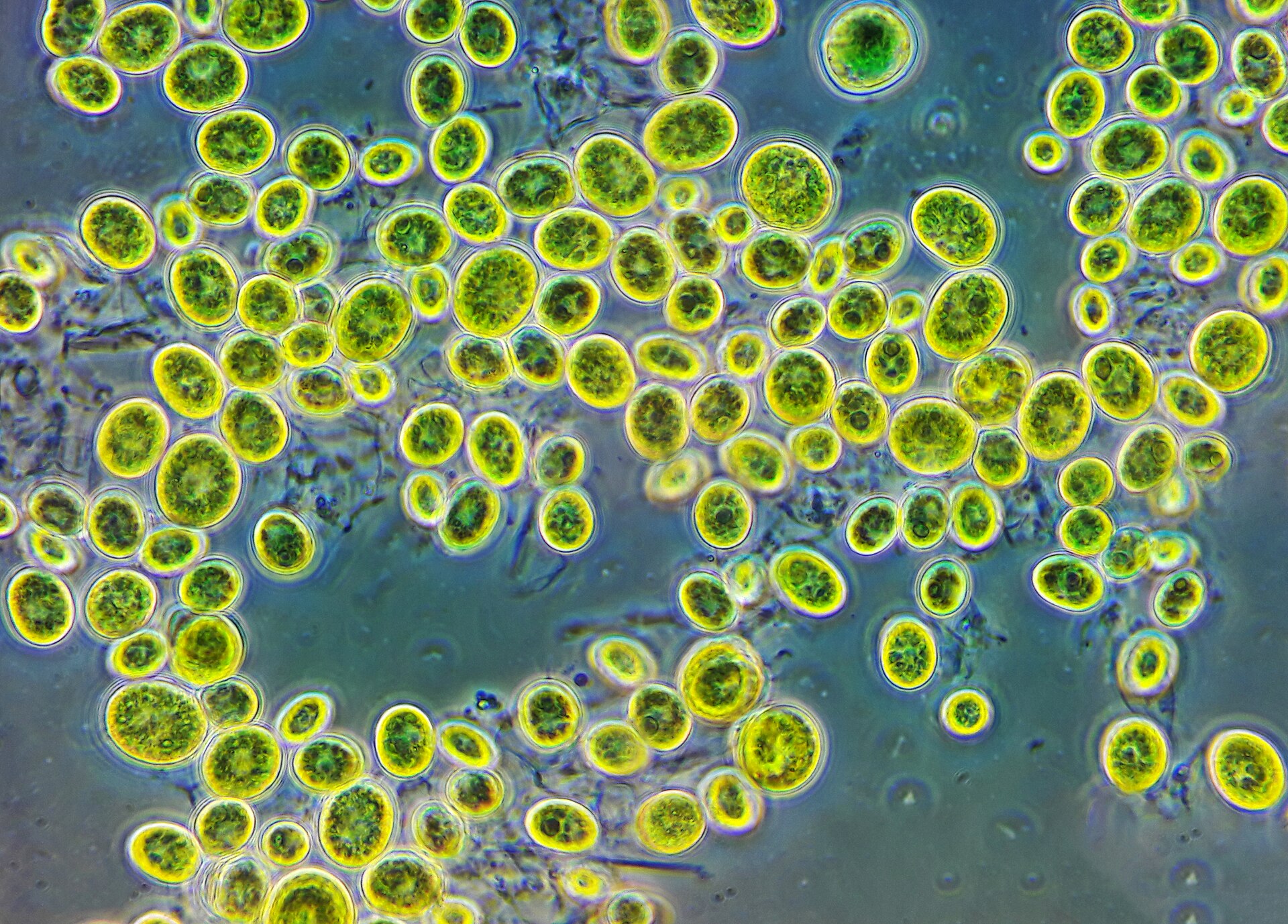 Chlorella cells under the microscope