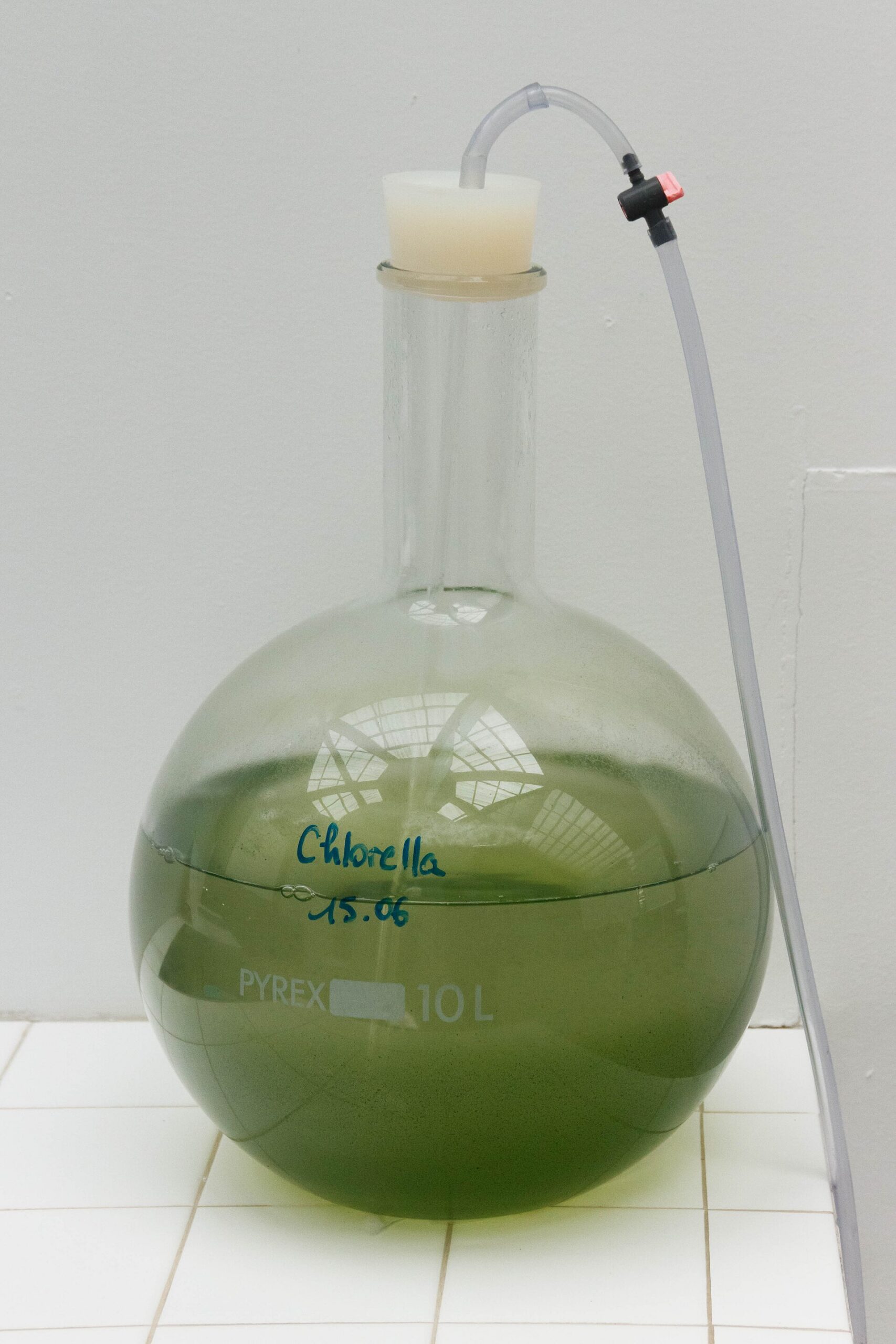 Glass flask of green Chlorella culture