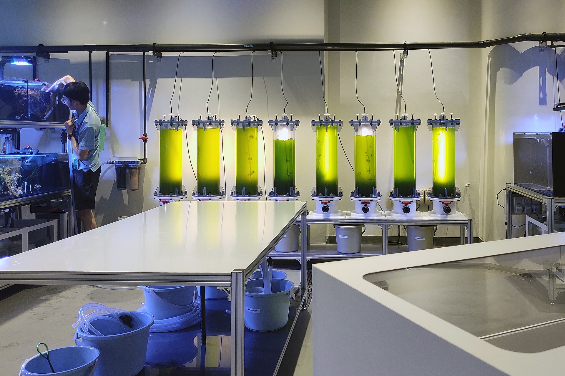 Live microalgae cultures glowing green in culture tubes