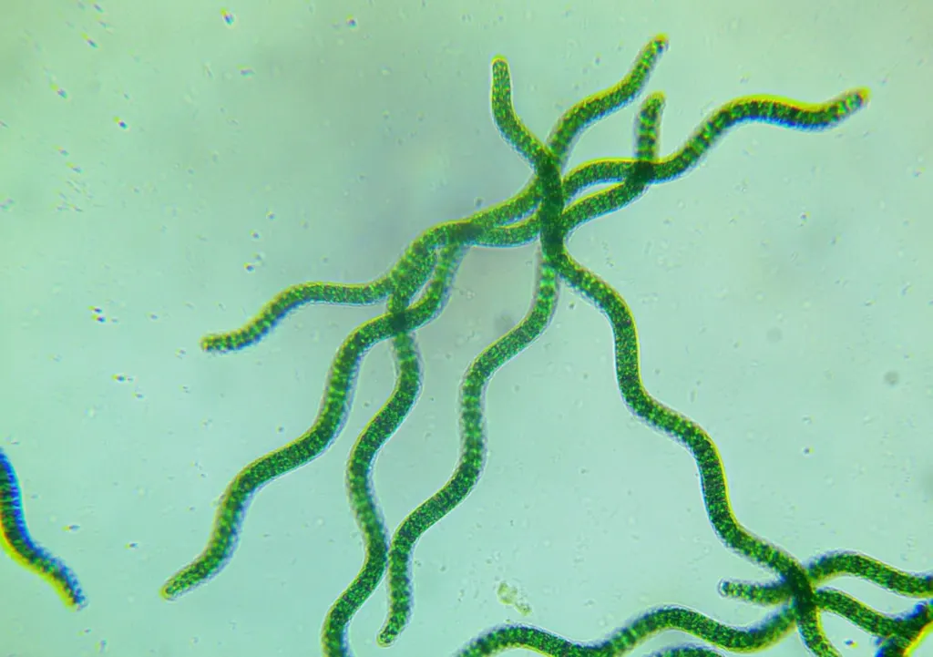 Spirulina platensis filaments under a microscope