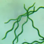 Spirulina platensis filaments under a microscope