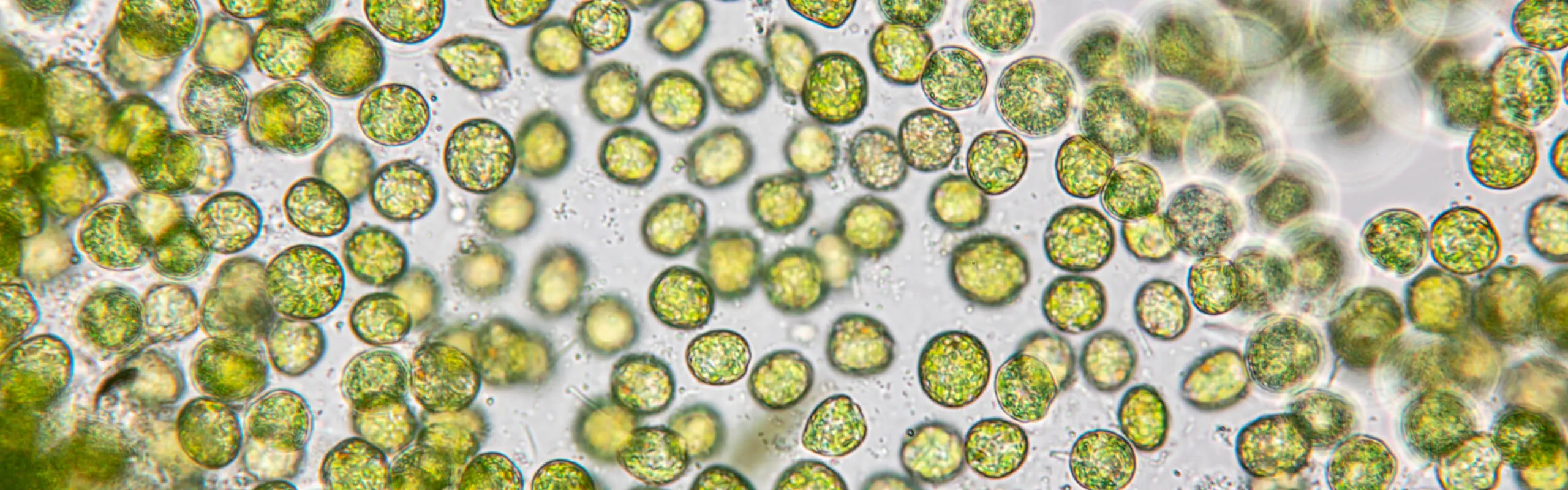 Chlorella Vulgaris