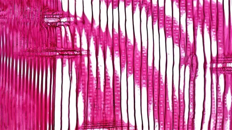 Algae Cell Walls: Why Chlorella Is Tough to Break