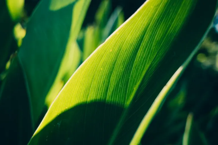 Chlorophyll in Algae: How Microalgae Capture Light
