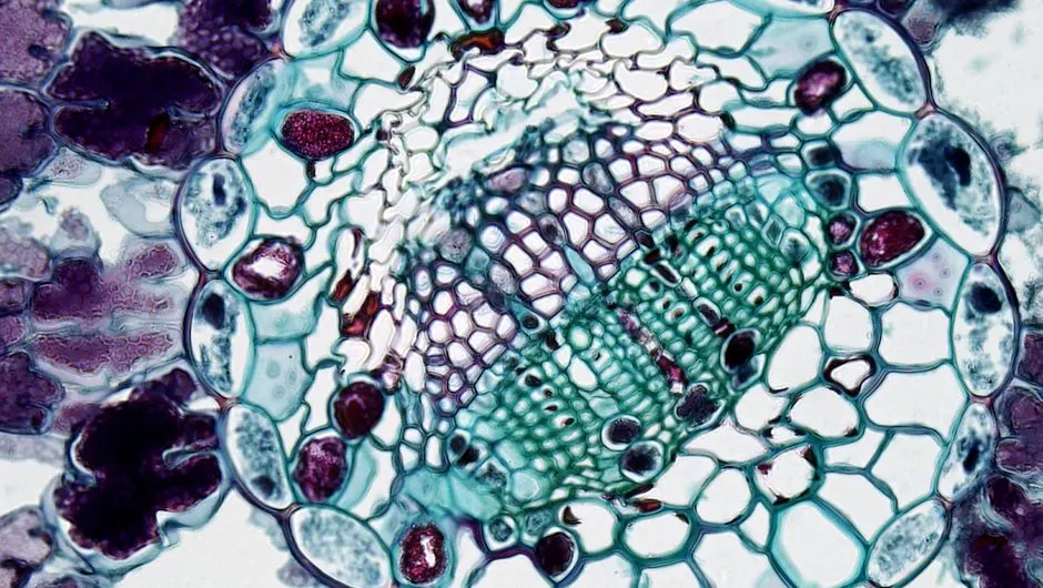 Cyanobacteria vs Algae: Why Spirulina Isn’t an Alga