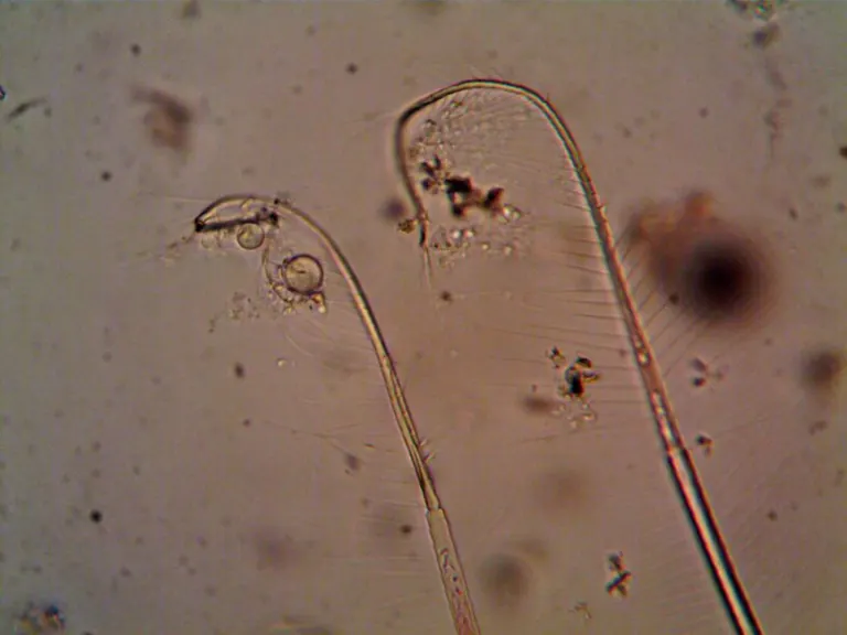 Daphnia and Algae: Raising Live Food at Home
