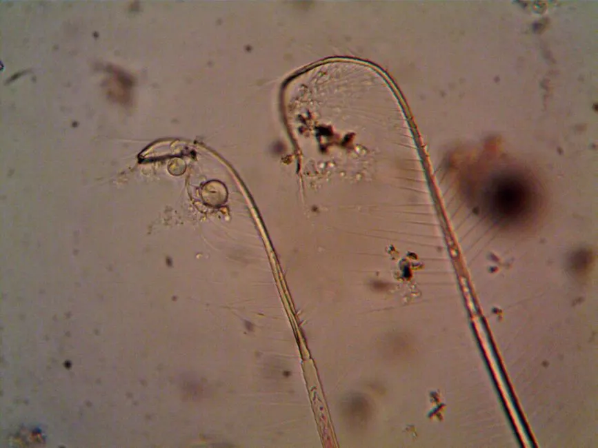 Daphnia and Algae: Raising Live Food at Home