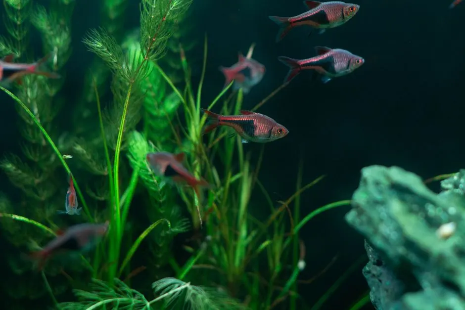 Feeding Filter Feeders in a Home Tank