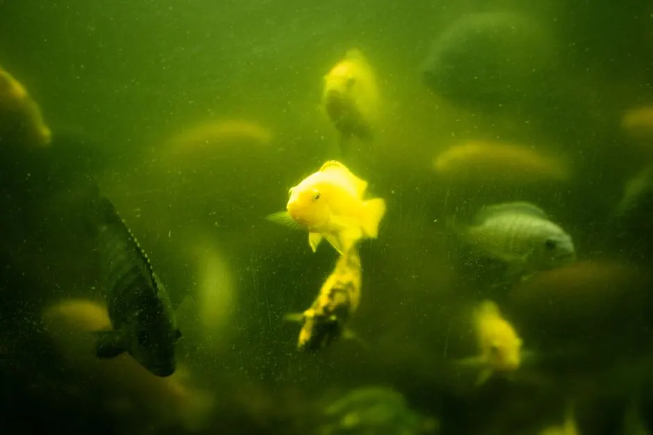 Green Water for Fry: A Simple Hobbyist Guide