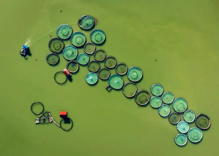 Green Water in Larval Rearing: What It Is and Why It's Used