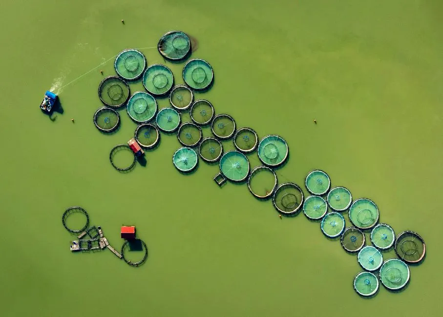 Green Water in Larval Rearing: What It Is and Why It’s Used