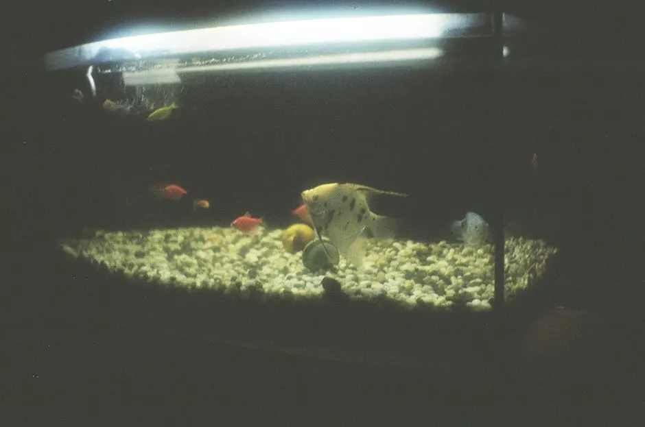Harvesting Spirulina When Feeding Live Food