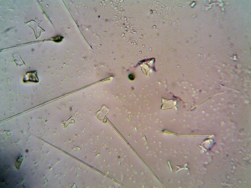 How Chlorella Reproduces