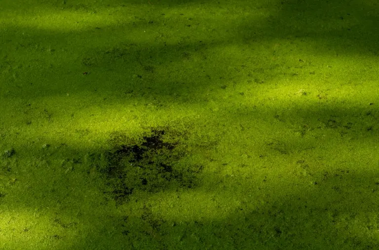 How Microalgae Take Up Carbon Dioxide