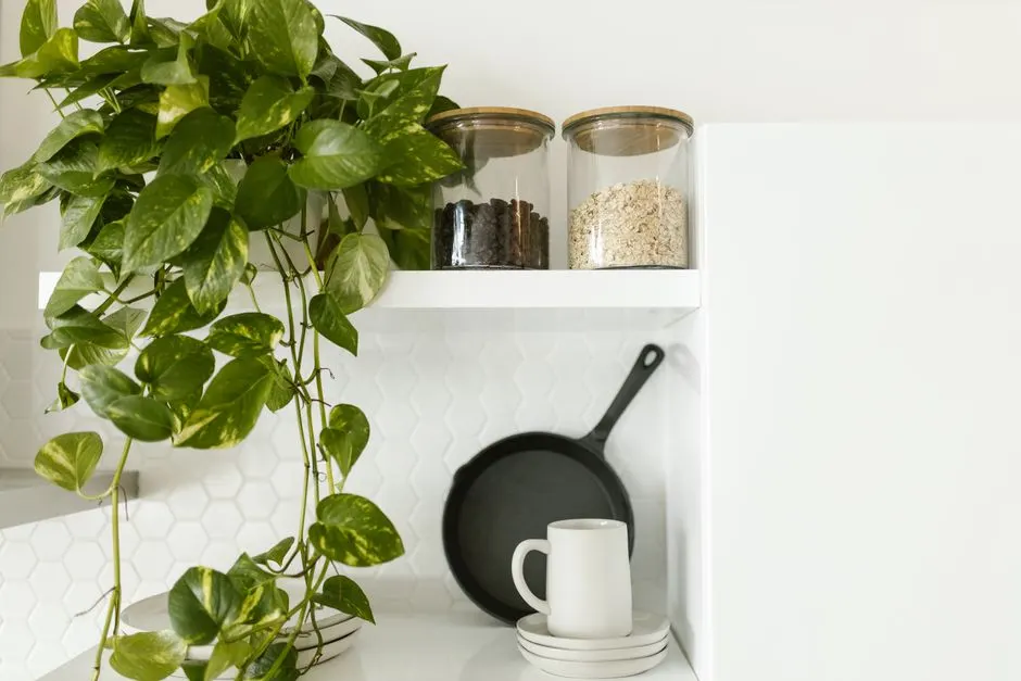 Live Algae Cultures vs Dried Algae Products