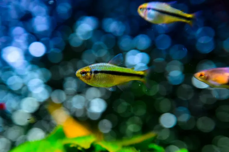 Live Feed vs Dry Feed for Fish Larvae