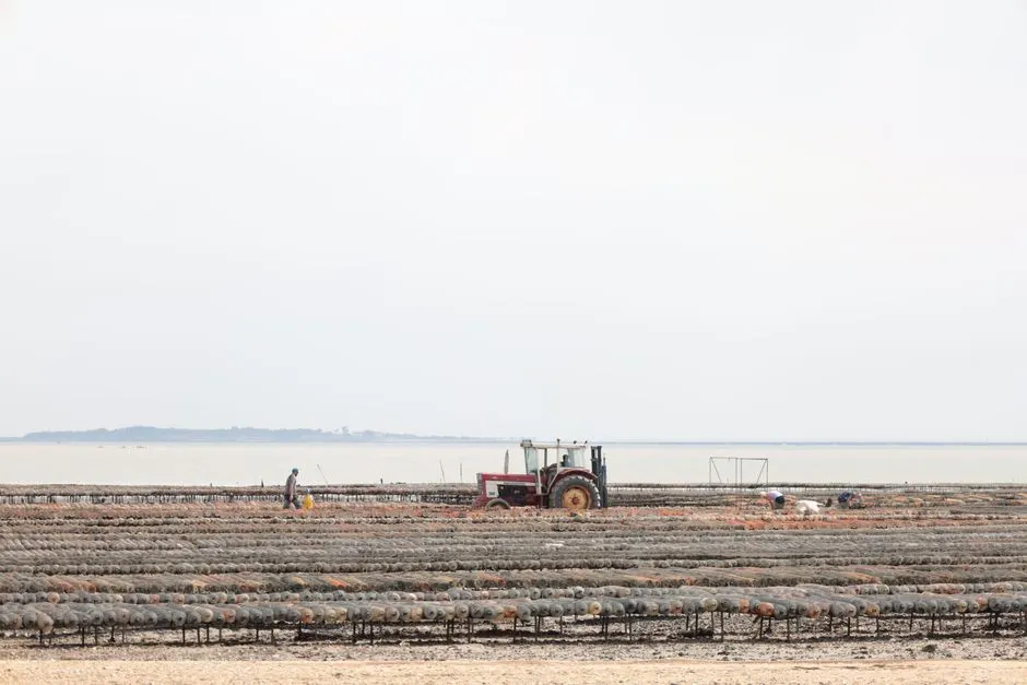 Microalgae in Shellfish Hatcheries: Food for Oysters and Clams