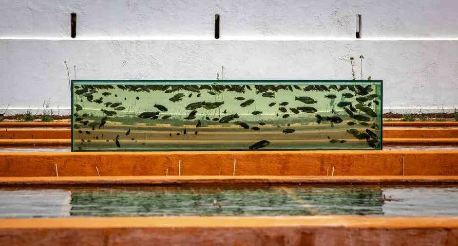 Recirculating Aquaculture Systems and Algae: What to Know