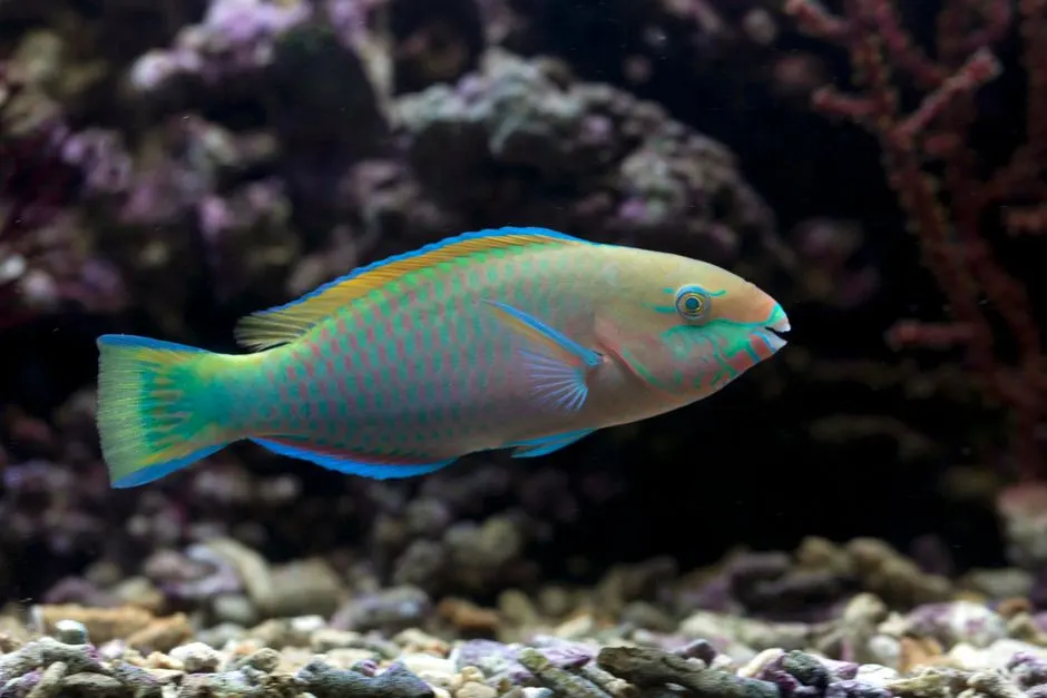 Safe Ways to Add Algae to a Tank: Dosing and Water Quality