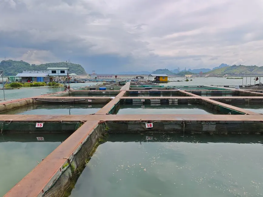 Small-Scale Algae Production for a Hatchery