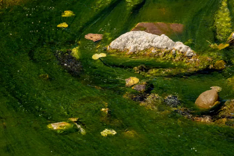 Spirulina and Chlorella: A Plain-Language Introduction