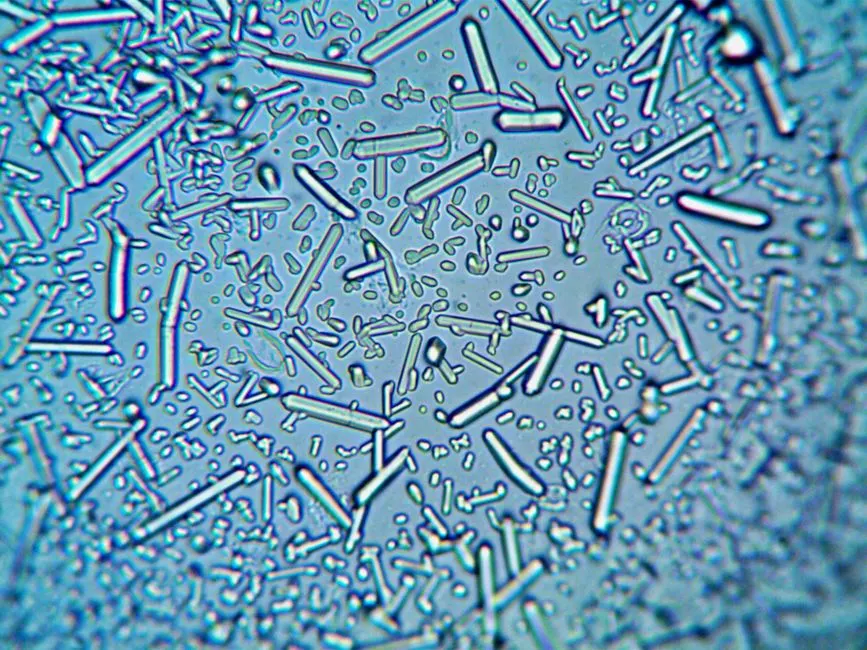 Spirulina Culture Basics: Warmth, Light and Alkaline Water