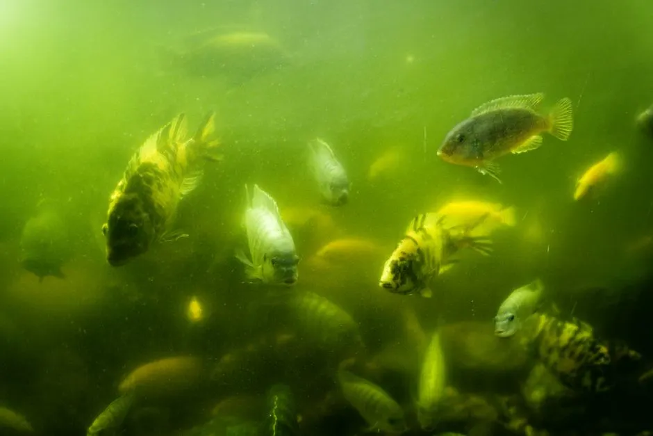 Why Aquarium Water Turns Green and What It Means